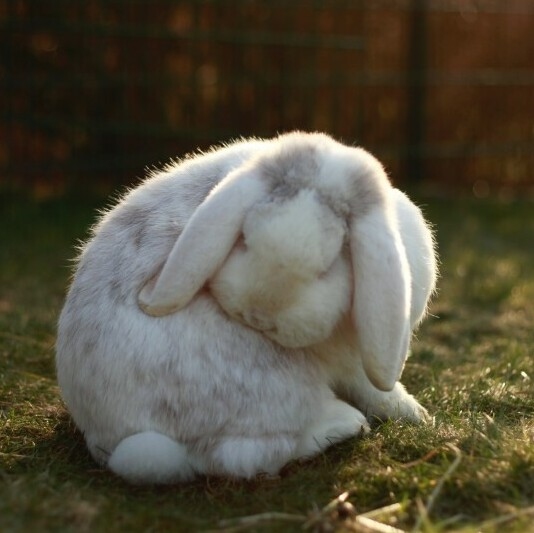 Grooming Rabbits - A Guide to Both Daily and Long Term Care - Wellness